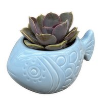 Succulent - 2 Inch Fish, 1 Each