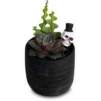 Succulent - 4 Inch Skull, 1 Each