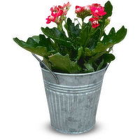 Kalanchoe - 4 Inch In Tin, 1 Each