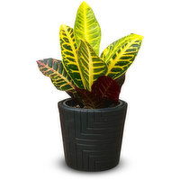 Croton - 4 Inch In Aztek, 1 Each