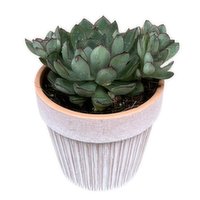 Succulents - 4 Inch In Deco Terracotta, 1 Each