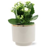 Kalanchoe - 4 Inch In Monet, 1 Each