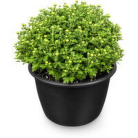 Belgian Mum - Potted, 7 Inch, 1 Each