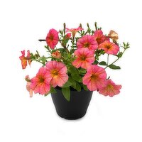 Tropicals - Colour Feature Planter, 7 Inch, 1 Each