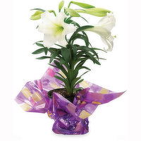 Easter Lily - Flowering Plant 6in, 1 Each