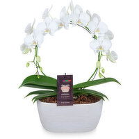 Orchid - Infinity Circle Heart 8 Inch, 1 Each