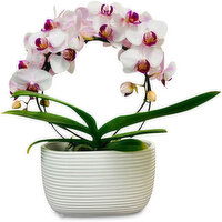 Orchid - Infinity Circle in Ceramic Pot 6 Inch, 1 Each