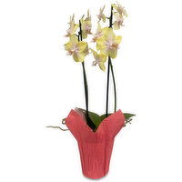 Piccola - Orchid Plant 3 Inch, 1 Each
