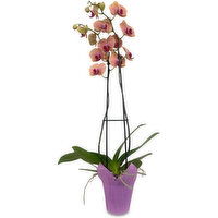 Magnifica - Orchid Plant 5 Inch, 1 Each