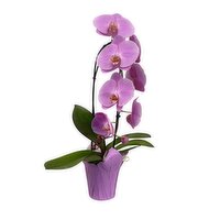 Potted Plant - Cascade In Fast Wrap, 1 Each