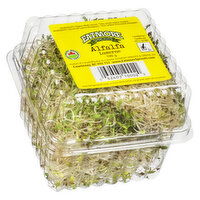 Eatmore - Alfalfa Sprouts, 100 Gram