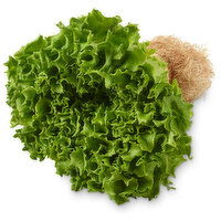 Inspired Greens - Green Batavia Living Lettuce, 1 Each