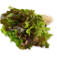 Inspired Greens - Multileaf Trio Living Lettuce, 1 Each