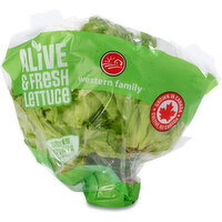 Inspired Greens - Green Batavia Living Lettuce, 1 Each