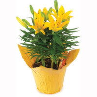 Hybrid Lily - Flowering Plant 6in, 1 Each