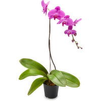 Orchid Assorted - In Plastic Pot, 1 Each