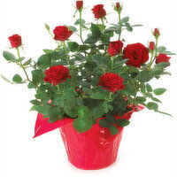 Mini Rose - Flowering Planter 6in, 1 Each