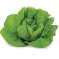 Lettuce - Butter, Hot House, Fresh, 1 Each