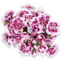 Carnations - Mini Carnations 5 Stem, 10 Each