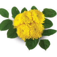Bouquet - Disbud Mums, 1 Each