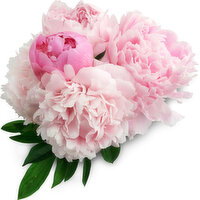 Peonies - Cutted, 1 Each