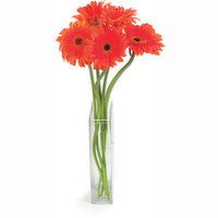 Gerbera - Daisy Flowers Bunch. 5 Stems, 1 Each