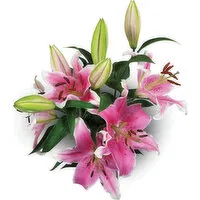 Oriental Lily - 3 stem, Fresh, 1 Each