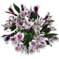 Alstromenia - Alstroemeria Bunch, 1 Each