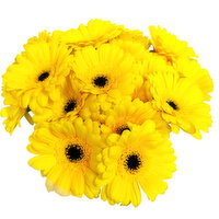 Germini - 20 Stem Bouquet, 1 Each