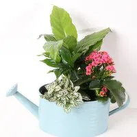 Watering Can - Assorted Flowers Planter with Jute Bow, 1 Each