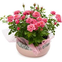 Mini Roses - in Rose Ceramic Planter 8in, 1 Each