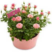 Mini Roses - in a Ceramic Rose Embossed Pot 4IN, 1 Each