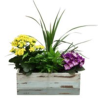Beachwood - Planter, 12 In, 1 Each