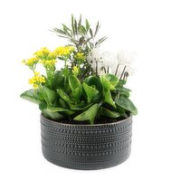 Potted Plants - Embossed Dot Planter 8In, 1 Each