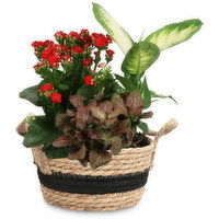 Basket Planter - Flowering Assorted 7 Inch, 1 Each