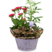 Easter - Bunny Planter. Assorted Spring Plants 7In, 1 Each