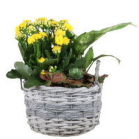 Potted Plant - Grey Willow Basket 7 In, 1 Each