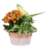 Planter - Summer Fling 7 Inch, 1 Each
