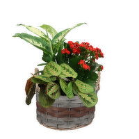 Planter - Brown Band Basket With Plants 7 Inch, 1 Each