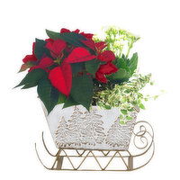 Poinsettia - Christmas Sleigh Planter, 1 Each