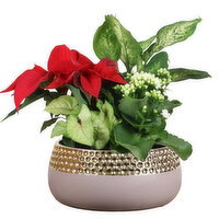 Save-On-Foods - Charlotte Planter, 8 Inch, 1 Each