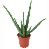 Aloe Vera - Potted Planter 4 Inch, 1 Each