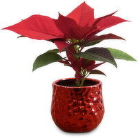 Potted Plant - Poinsettia, 1 Each