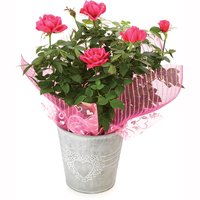 Mini Rose - Rustic Heart Lace Pot 6in, 1 Each