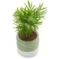 Tropical Plant - Ceramic Ribbed Two Tone 4Inch, 1 Each
