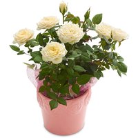 Mini Roses - Embossed Ceramic Drop In Planter 8 in, 1 Each