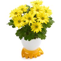 Seasonal Flowering - In Ceramic Duck Fioot Pot 4in, 1 Each