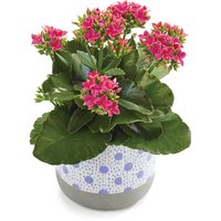 Seasonal Flowering - In Spring Dots Ceramic Pot 4In, 1 Each