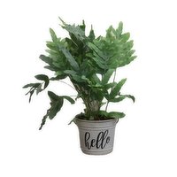 Fern - in Hello Pot, 1 Each