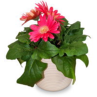 Easter Flowering - In Pastel Becca Ceramic Pot. 4in, 1 Each